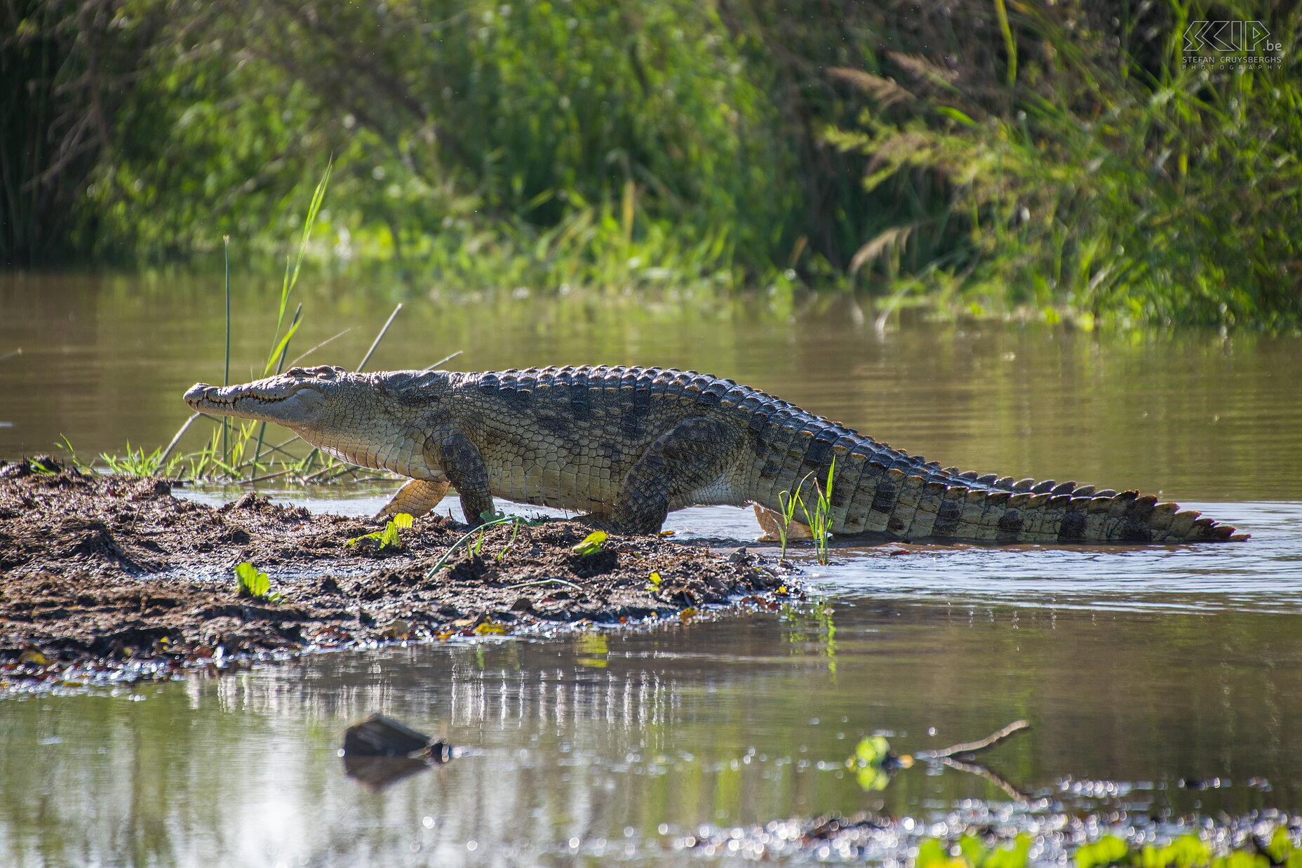 Lake Chamo - Nijlkrokodil Op Lake Chamo kan je een boottocht maken en zeer dicht bij de grootste nijlkrokodillen van Afrika komen (Crocodile Market). Verder zitten er ook veel nijlpaarden en vogels (pelikanen, reigers, lepelaars, ooievaars, maraboes, aalscholvers, ijsvogels, zeearenden, wevers,  ...).  Stefan Cruysberghs